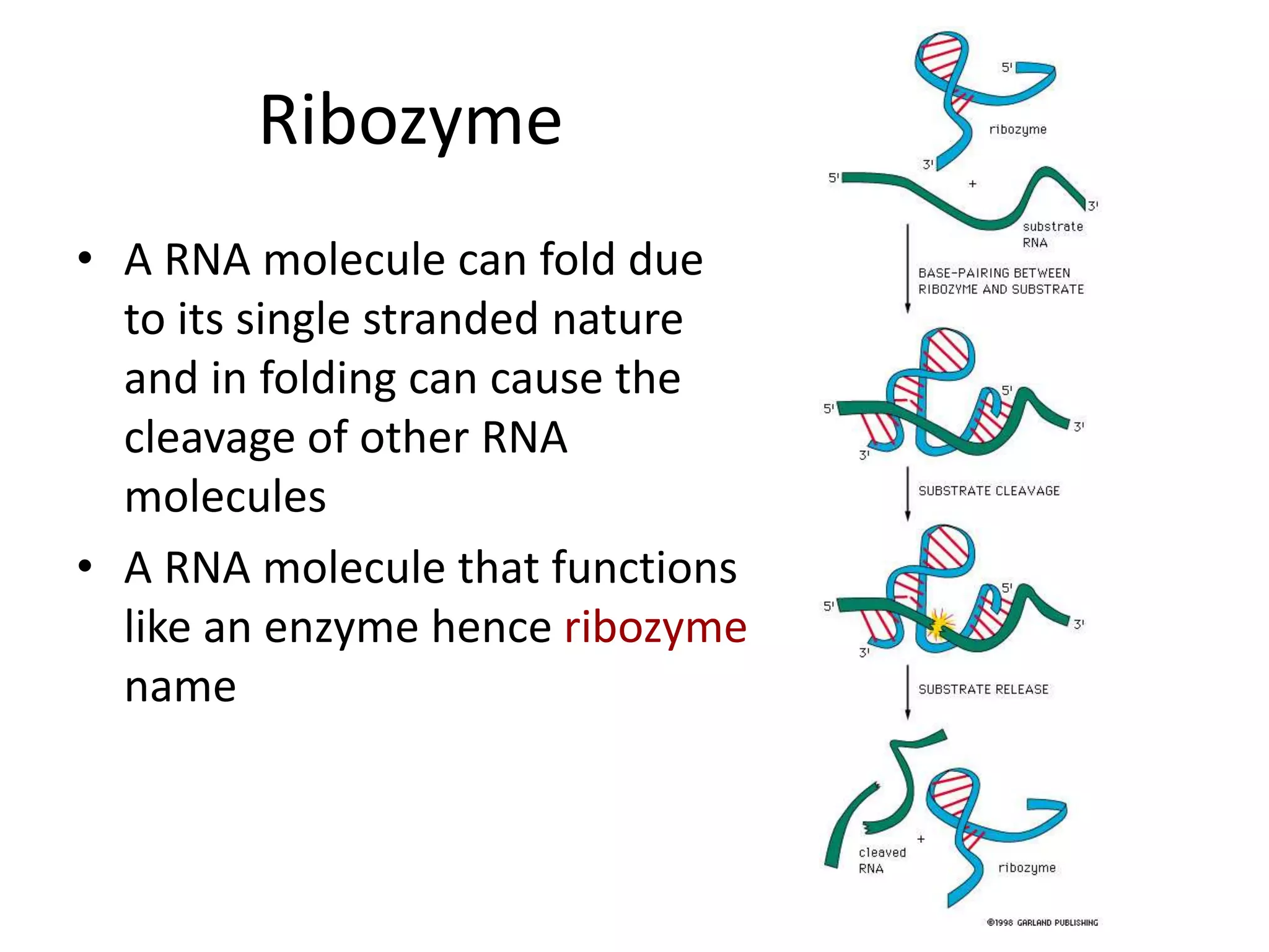 Ribozyme
• A RNA molecule can fold due
to its single stranded nature
and in folding can cause the
cleavage of other RNA
molecules
• A RNA molecule that functions
like an enzyme hence ribozyme
name
 