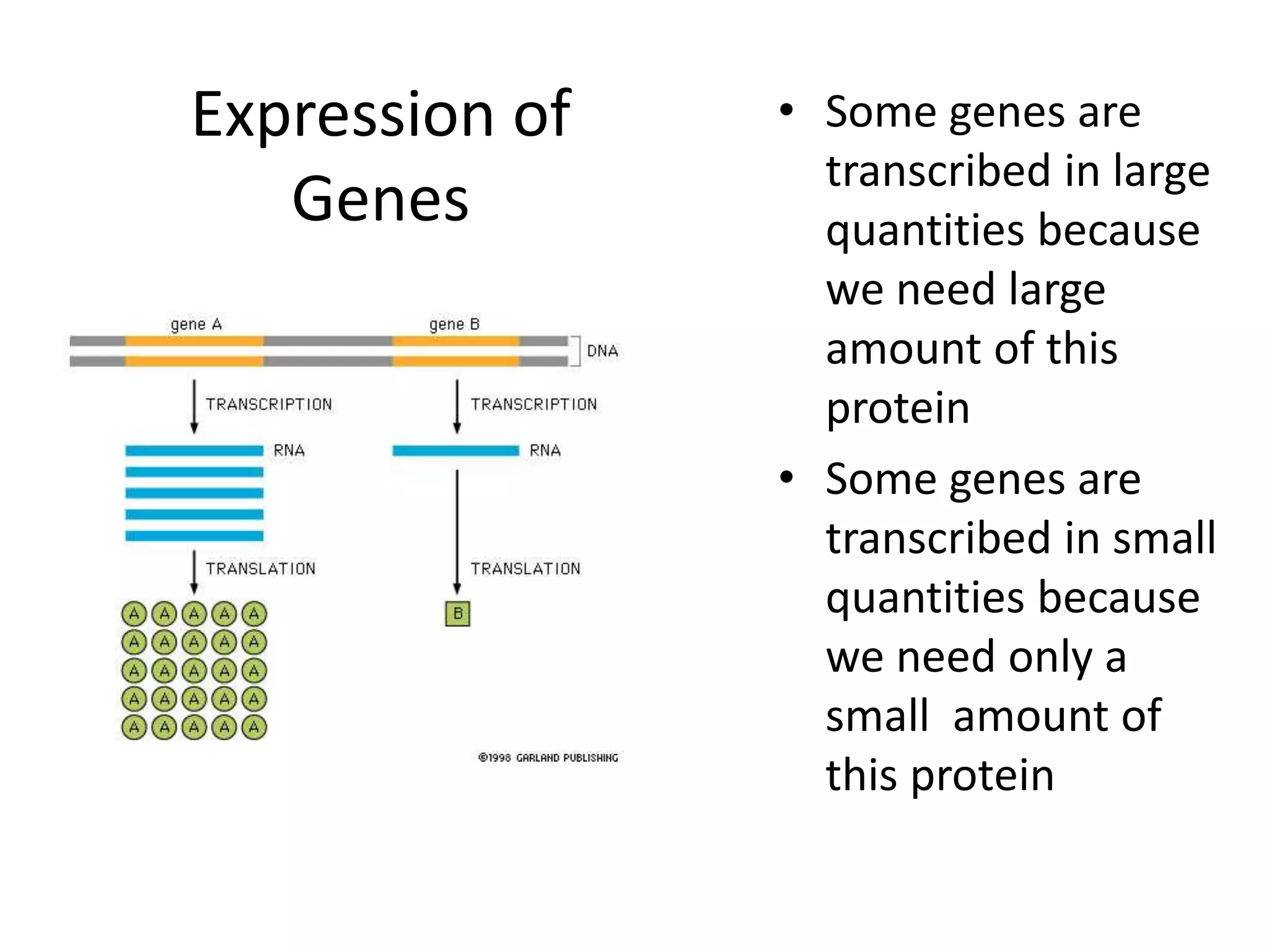 Expression of
Genes
• Some genes are
transcribed in large
quantities because
we need large
amount of this
protein
• Some genes are
transcribed in small
quantities because
we need only a
small amount of
this protein
 