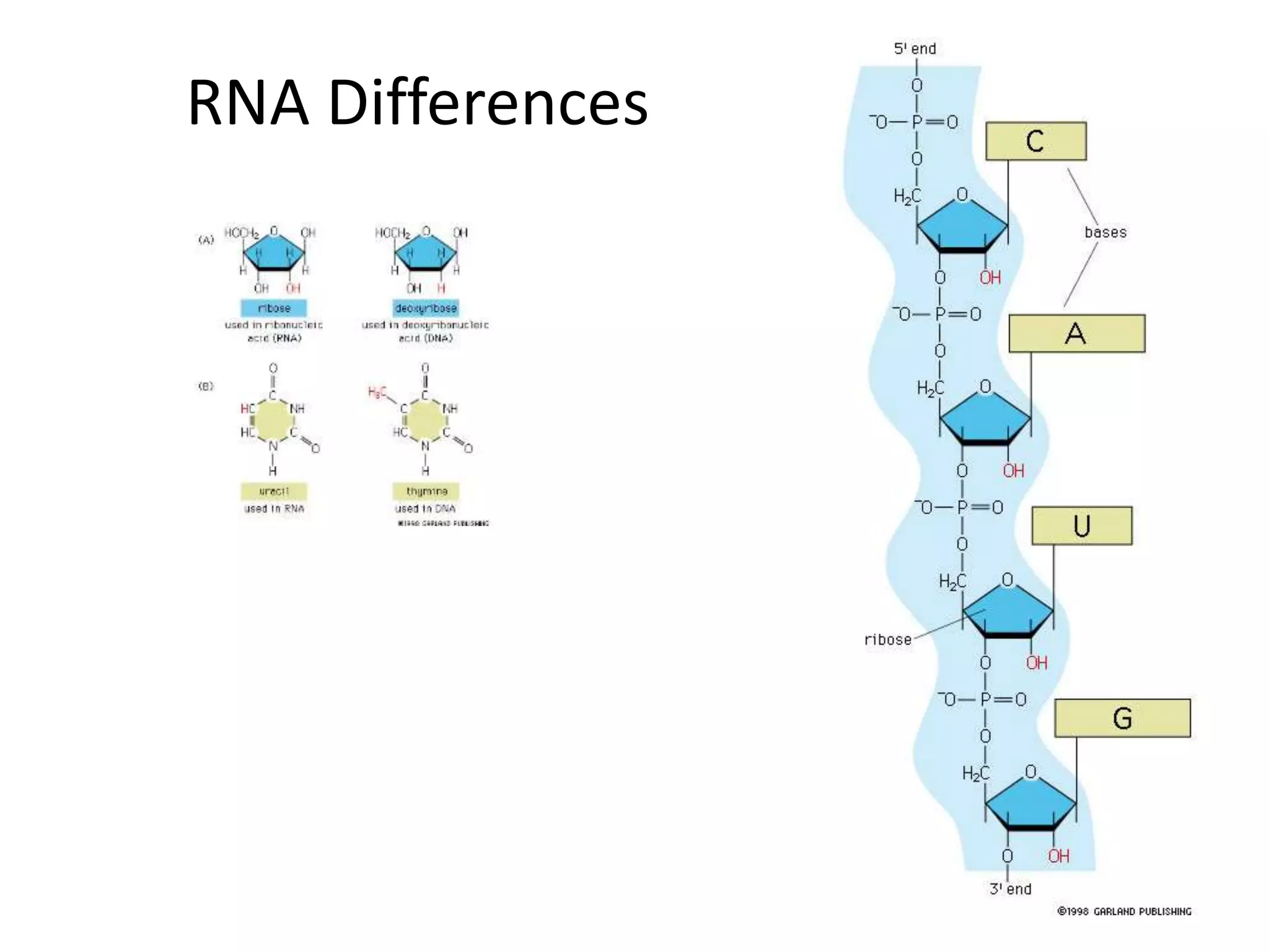 RNA Differences
 