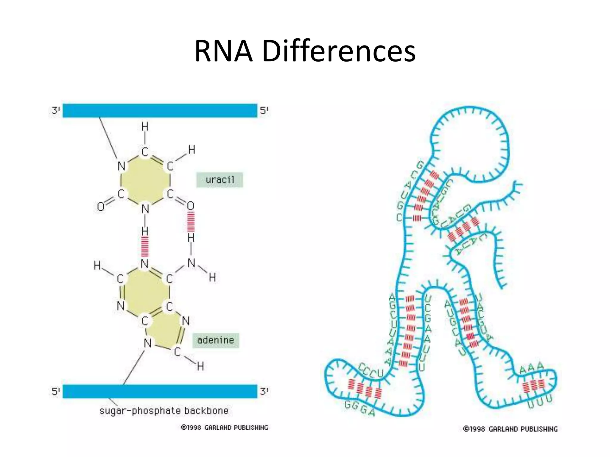 RNA Differences
 