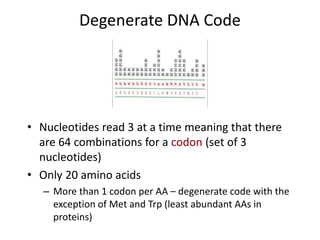 Chapter 7 - DNA to Protein.ppt