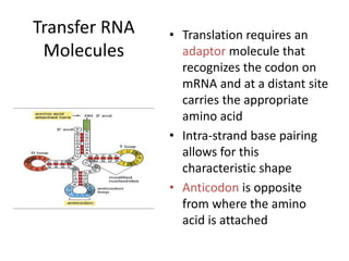 Chapter 7 - DNA to Protein.ppt