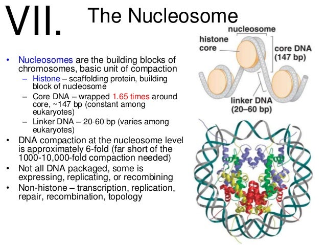 reverse transcription