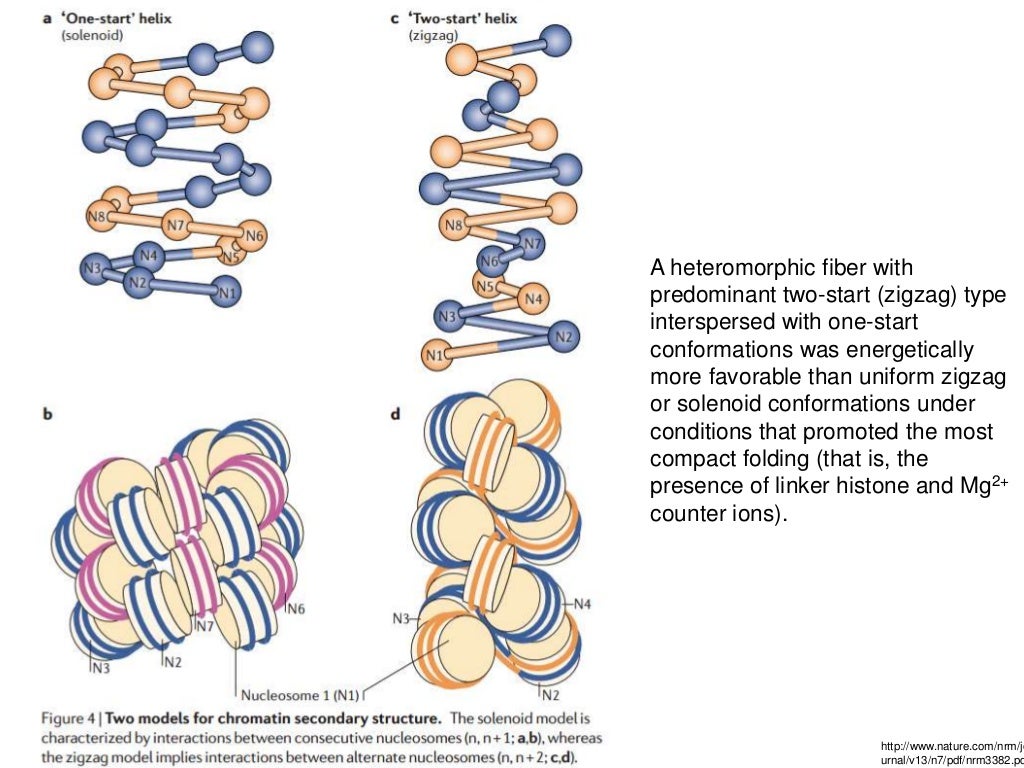 Nucleosome Array Function , The biogenesis and function of nucleosome ...