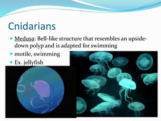 Chapter 7 - Marine Invertebrates | PPTX