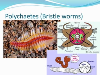 Polychaete Rostrum Chapter 7 - Marine Invertebrates | PPTX