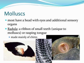 Chapter 7 - Marine Invertebrates | PPTX