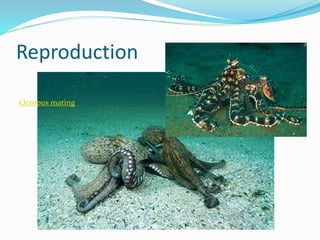 Octopus Reproduce Chapter 7 - Marine Invertebrates | PPTX
