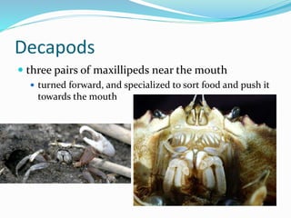 Chapter 7 - Marine Invertebrates