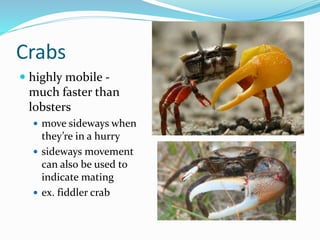 Chapter 7 - Marine Invertebrates