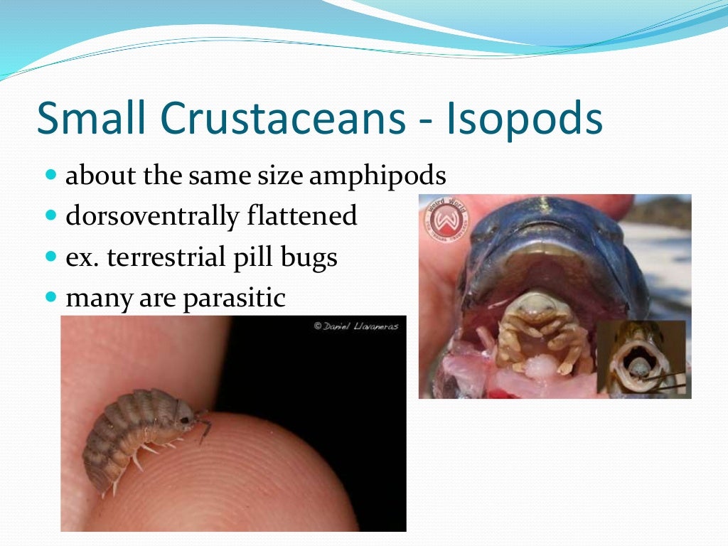Chapter 7 - Marine Invertebrates