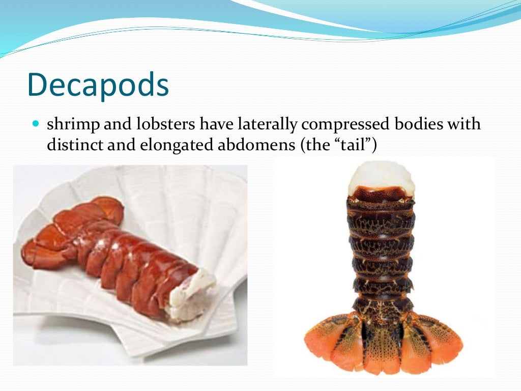 Chapter 7 - Marine Invertebrates