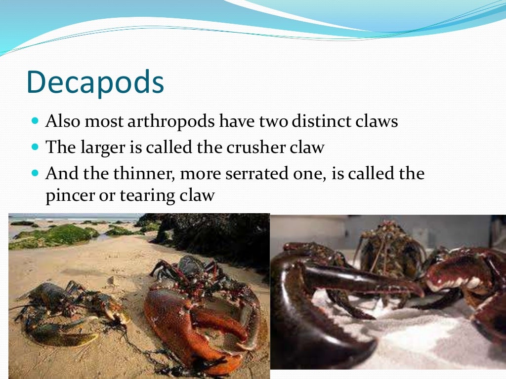 Chapter 7 - Marine Invertebrates