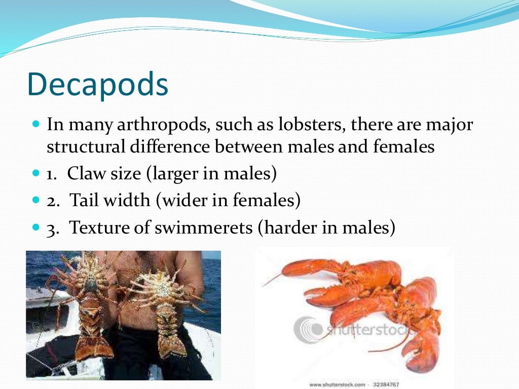 Chapter 7 - Marine Invertebrates