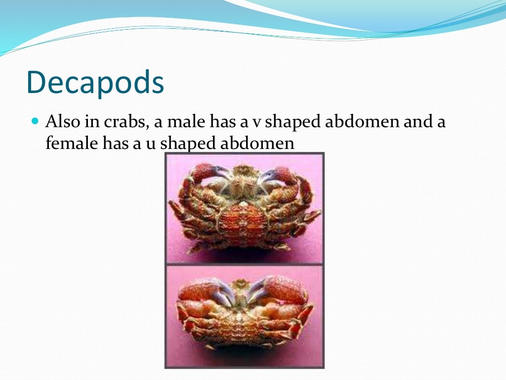 Chapter 7 - Marine Invertebrates