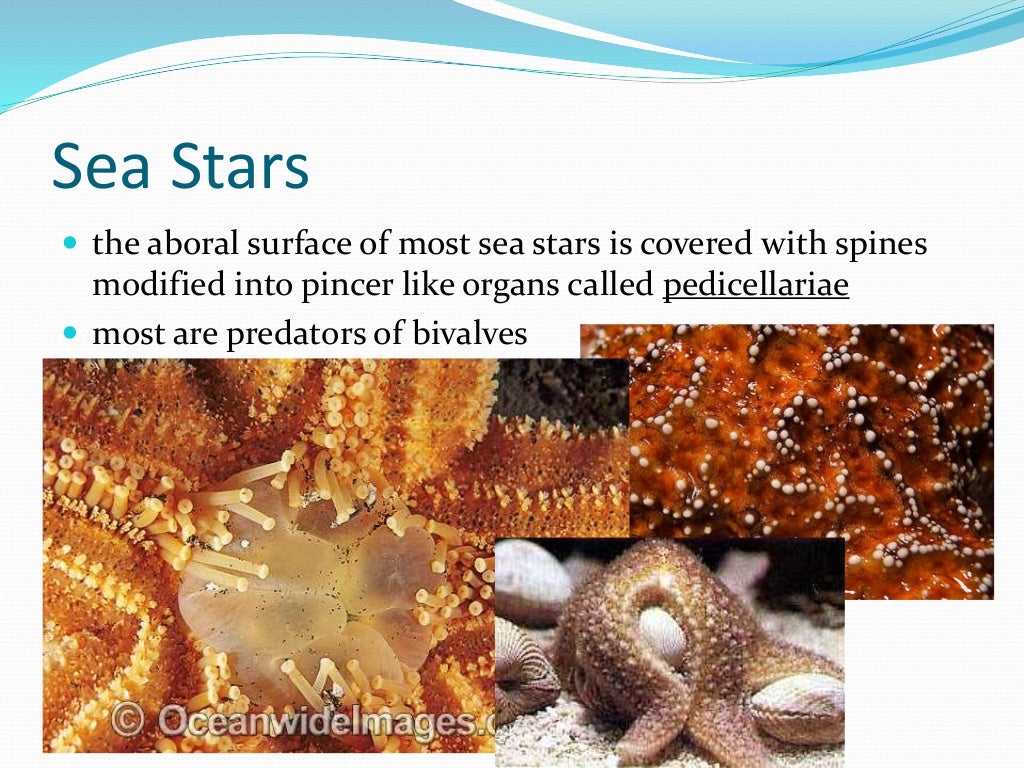Chapter 7 - Marine Invertebrates