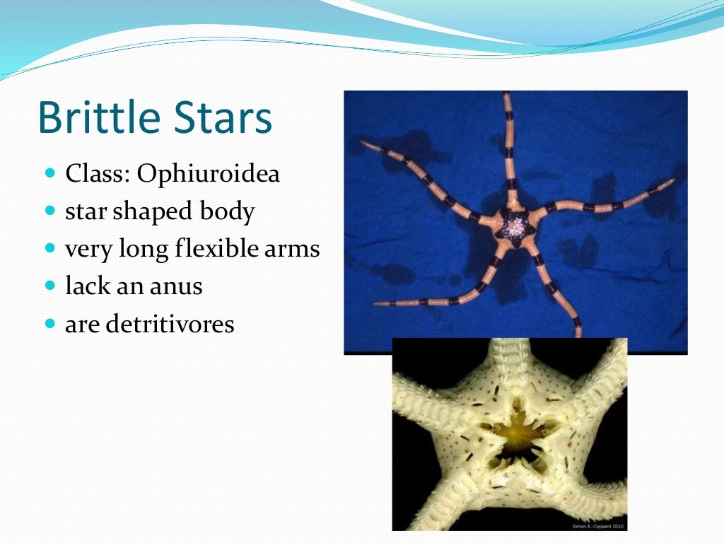 Chapter 7 - Marine Invertebrates