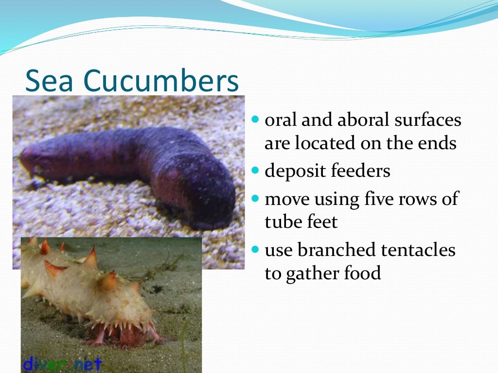 Chapter 7 - Marine Invertebrates