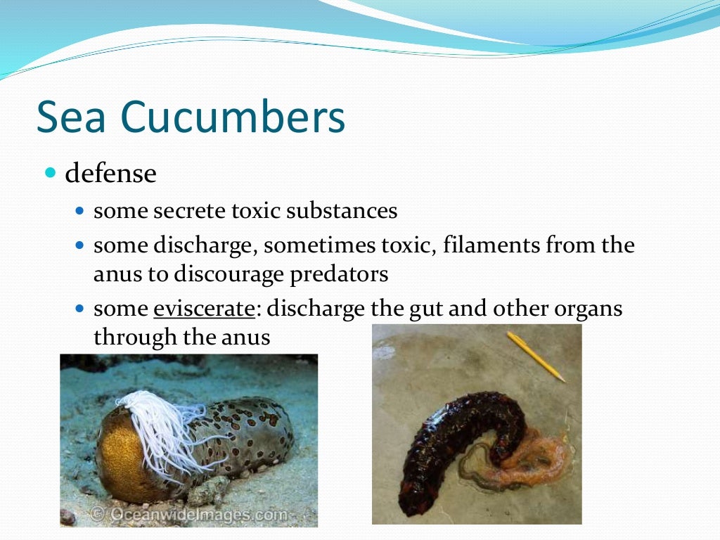 Chapter 7 - Marine Invertebrates