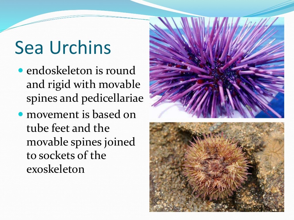Chapter 7 - Marine Invertebrates
