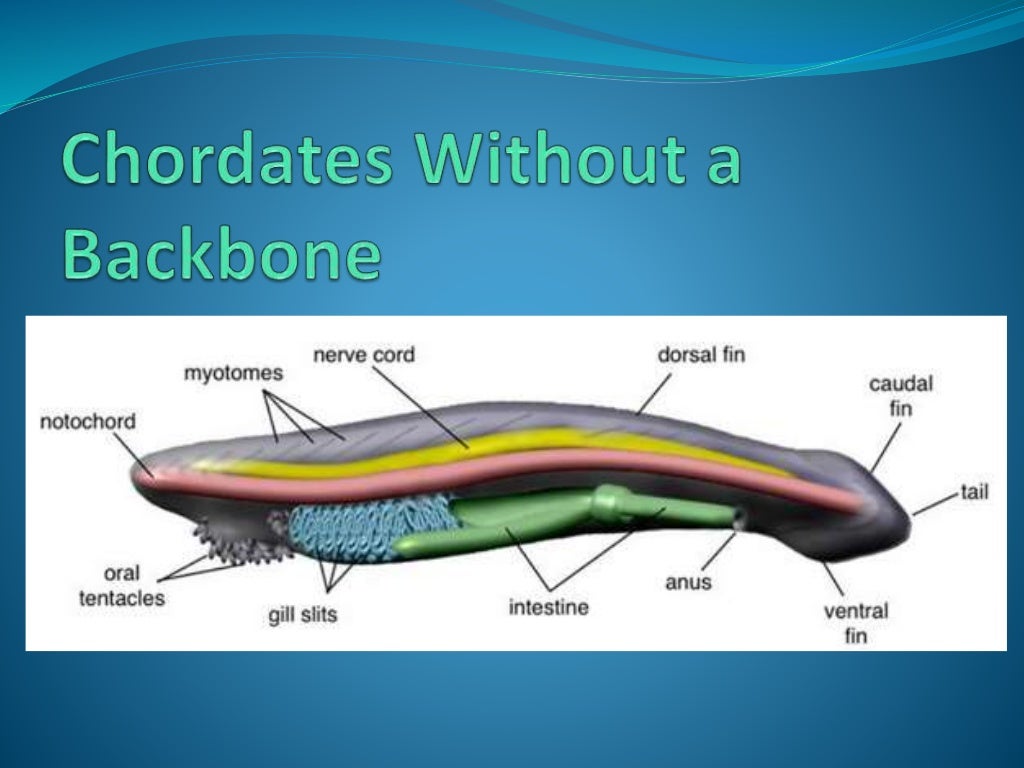 Chapter 7 - Marine Invertebrates