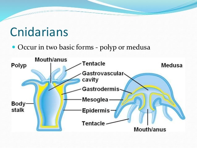 Chapter 7 - Marine Invertebrates