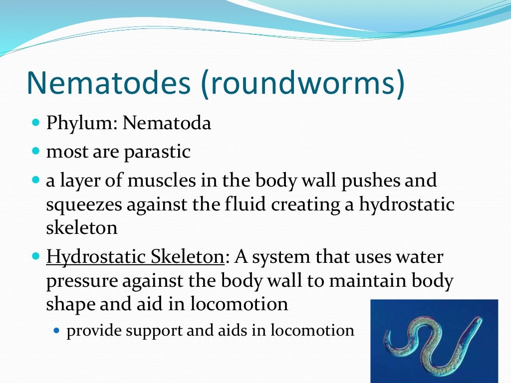 Chapter 7 - Marine Invertebrates