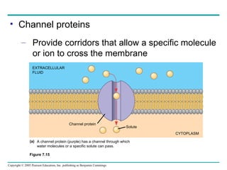 Copyright © 2005 Pearson Education, Inc. publishing as Benjamin Cummings
• Channel proteins
– Provide corridors that allow a specific molecule
or ion to cross the membrane
Figure 7.15
EXTRACELLULAR
FLUID
Channel protein
Solute
CYTOPLASM
A channel protein (purple) has a channel through which
water molecules or a specific solute can pass.
(a)
 