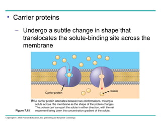 Copyright © 2005 Pearson Education, Inc. publishing as Benjamin Cummings
• Carrier proteins
– Undergo a subtle change in shape that
translocates the solute-binding site across the
membrane
Figure 7.15
Carrier protein
Solute
A carrier protein alternates between two conformations, moving a
solute across the membrane as the shape of the protein changes.
The protein can transport the solute in either direction, with the net
movement being down the concentration gradient of the solute.
(b)
 