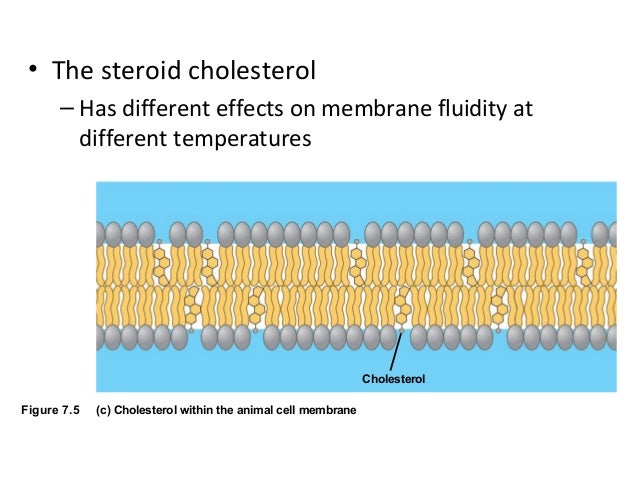 membrane function and structure and Cell transport