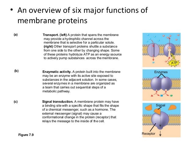 membrane function and structure and Cell transport