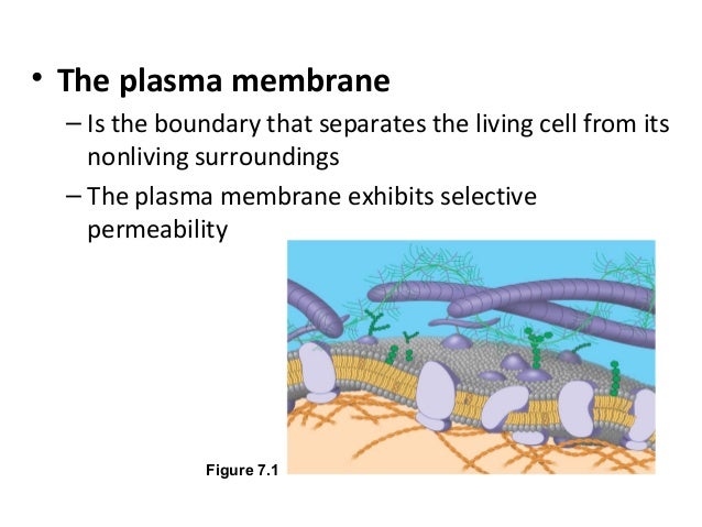 Chapter 4 lymphocytes and plasma cells test 1) flashcards 