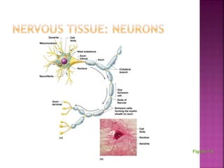 Chapter 7 - The Nervous System | PPTX