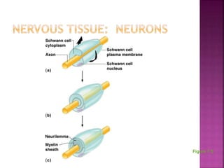 Chapter 7 - The Nervous System | PPTX