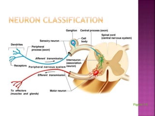 Chapter 7 - The Nervous System | PPTX