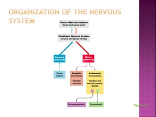 Chapter 7 - The Nervous System | PPTX