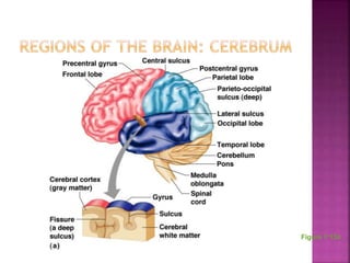 Chapter 7 - The Nervous System | PPTX