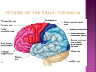 Chapter 7 - The Nervous System | PPTX