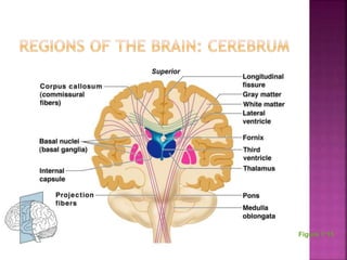 Chapter 7 - The Nervous System | PPTX
