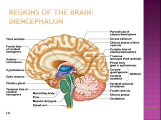 Chapter 7 - The Nervous System | PPTX