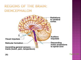 Chapter 7 - The Nervous System | PPTX
