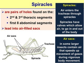 Vigorous Insect BIOLOGY FORM 4 CHAPTER 7 - RESPIRATION PART 1 | PPTX