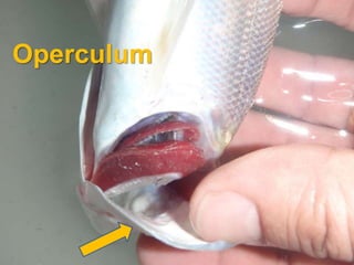 BIOLOGY FORM 4 CHAPTER 7 - RESPIRATION PART 1 | PPTX