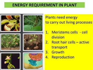 ENERGY REQUIREMENT IN PLANT 
Plants need energy 
to carry out living processes 
1. Meristems cells - cell 
division 
2. Root hair cells – active 
transport 
3. Growth 
4. Reproduction 
 
