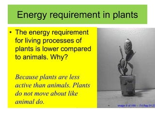Energy requirement in plants 
• The energy requirement 
for living processes of 
plants is lower compared 
to animals. Why? 
Because plants are less 
active than animals. Plants 
do not move about like 
animal do. 
 