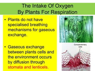 The Intake Of Oxygen 
By Plants For Respiration 
• Plants do not have 
specialised breathing 
mechanisms for gaseous 
exchange. 
• Gaseous exchange 
between plants cells and 
the environment occurs 
by diffusion through 
stomata and lenticels. 
 