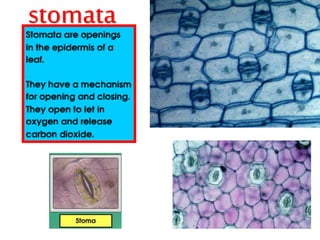 stomata 
 