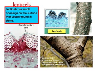 lenticels 
 