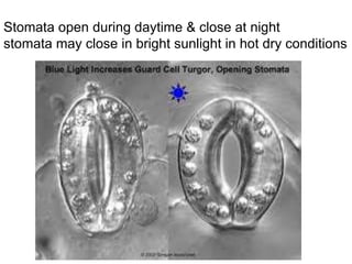 Stomata open during daytime & close at night 
stomata may close in bright sunlight in hot dry conditions 
 