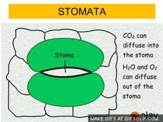 STOMATA 
 